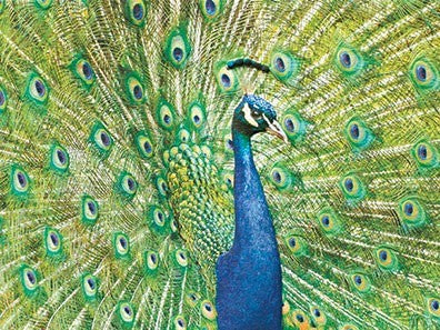 PP Blank Card Peacock