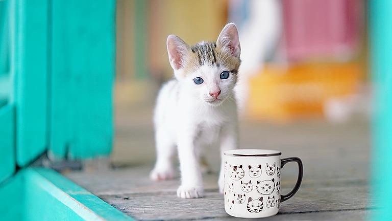 Simple Cat Faces Mug